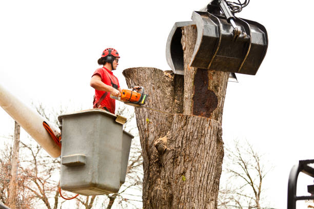 Best Commercial Tree Services  in Coal Fork, WV